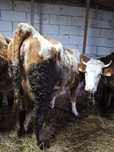Vaca jurinca baltata