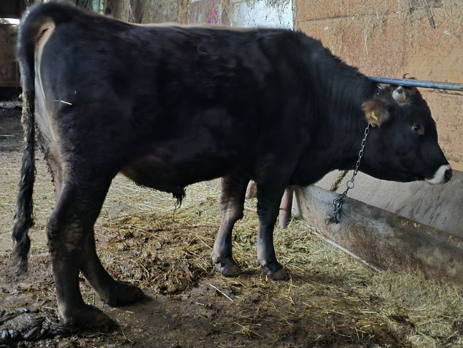 Продажба на Разплоден Бик и Женски Телета!