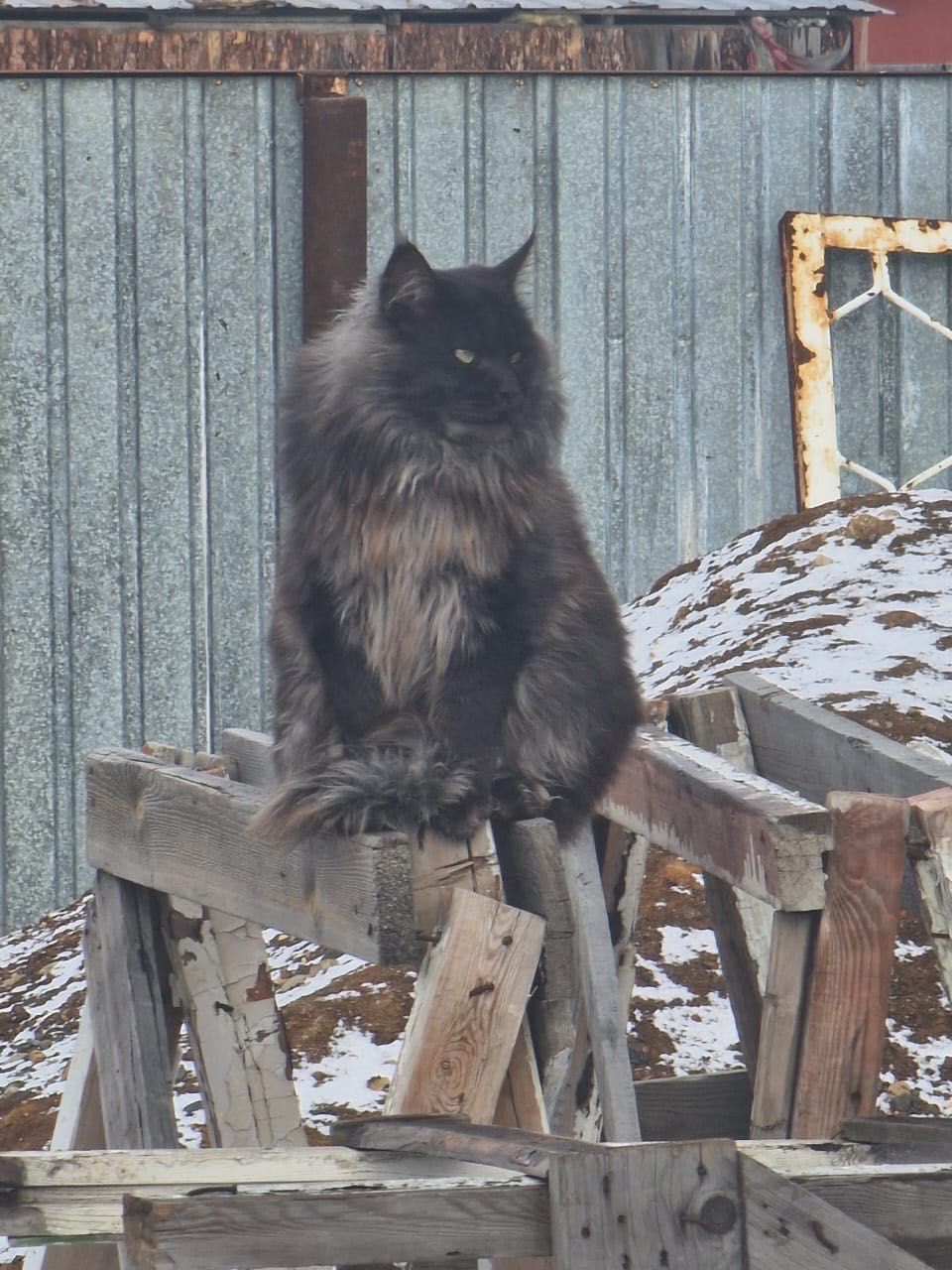 Вязка кота г.Астана