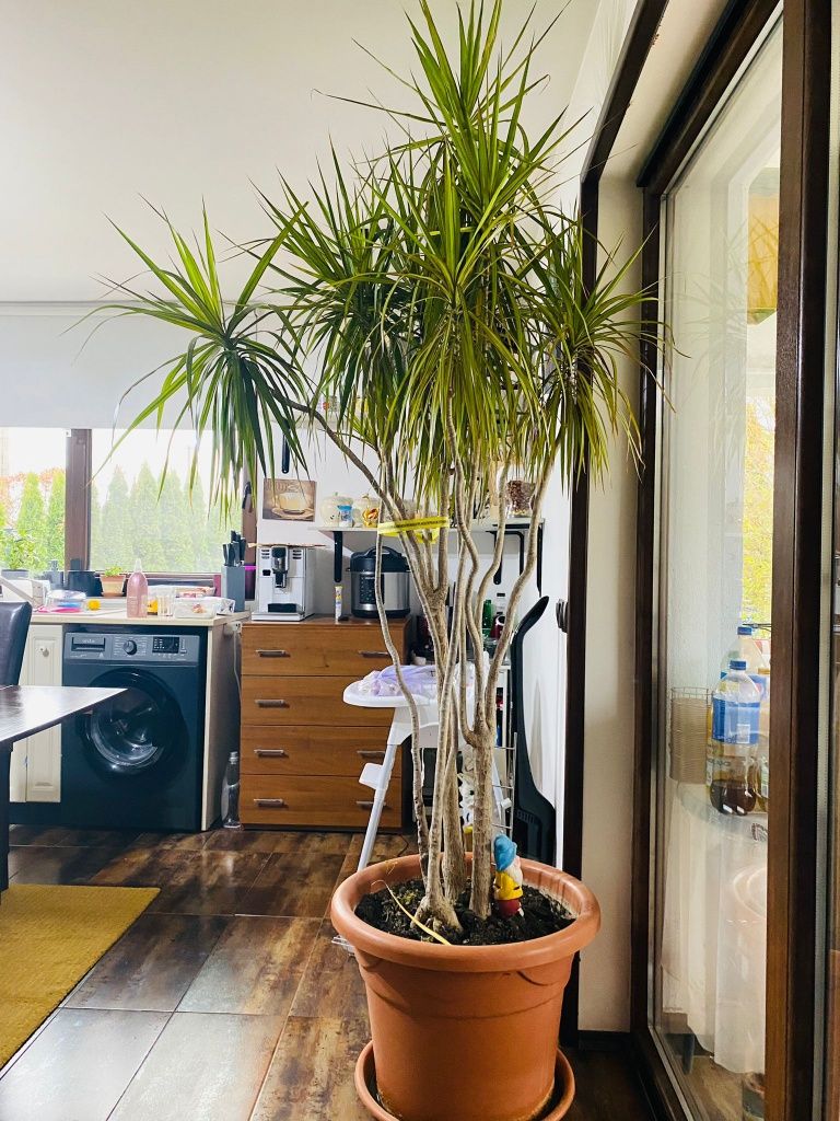 Vând plantă ornament Dracena