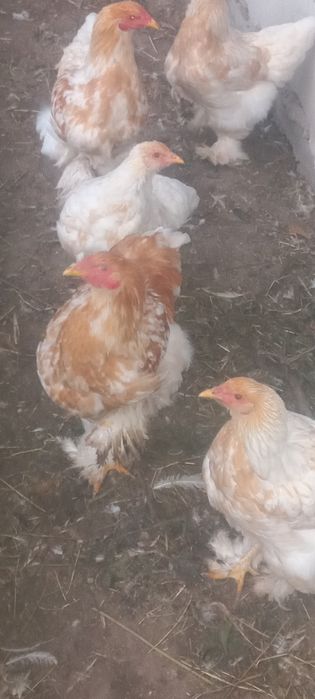 Продаётся петухи