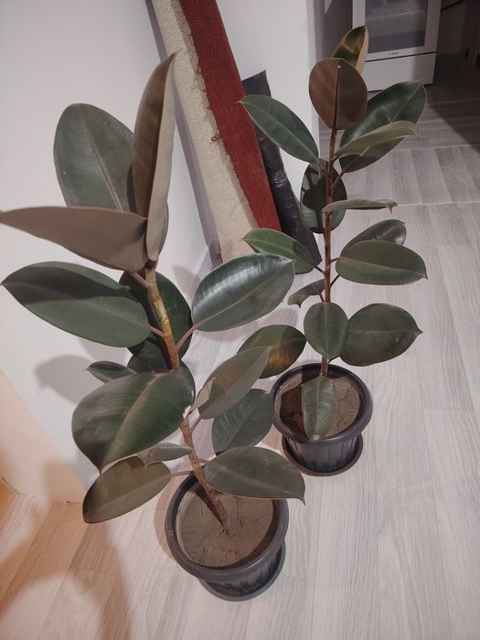 Продам фикусы для дома