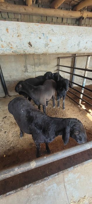 Кучкор сотилади кафтархона срочни