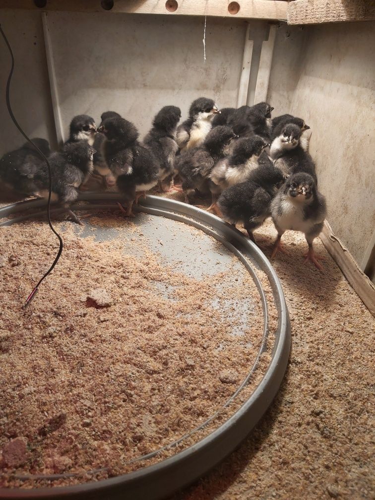 Pui de găină rasa Australorp