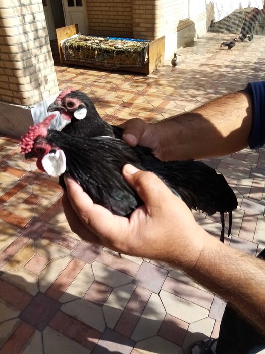 Бентам Японча сотилади