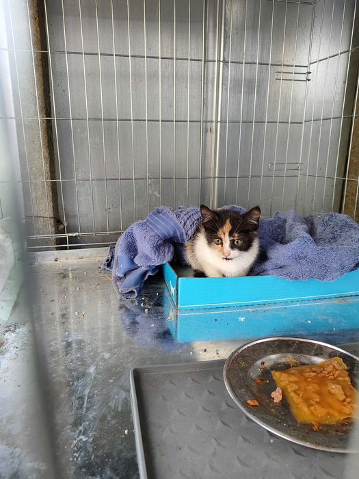 Дом за Пъструшка