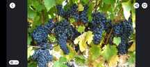 Struguri de vin nestropiti