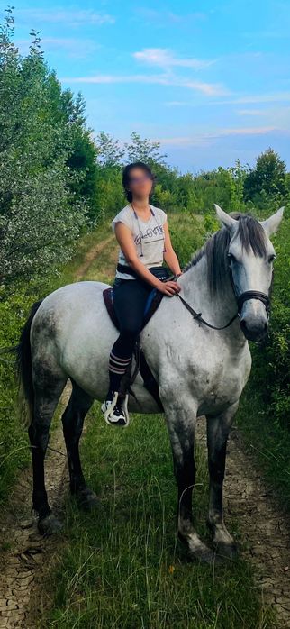 Vanzare cal sur, exemplar deosebit