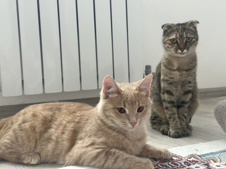 Отдам в хорошие,добрые руки кота с кошкой.