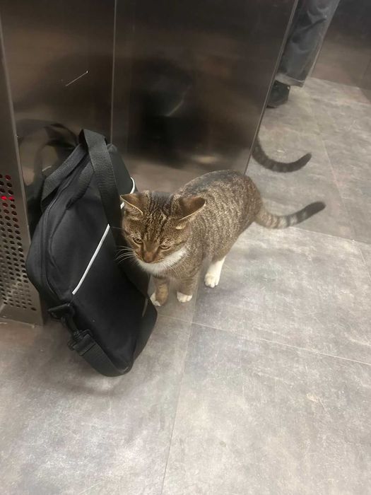 Отдам брошенного кота