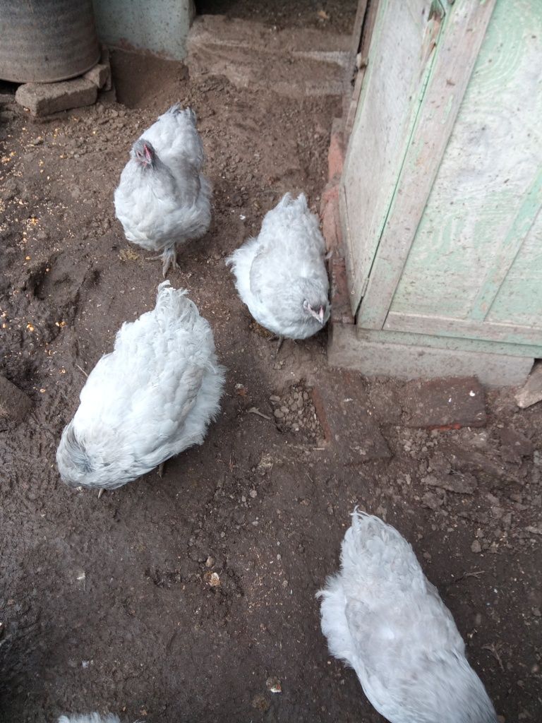 Разплодни Яйца за Люпене от Екзотични Кокошки Орпингтон Лавандула