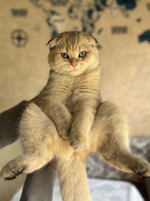 Кошка для вязки не продается!