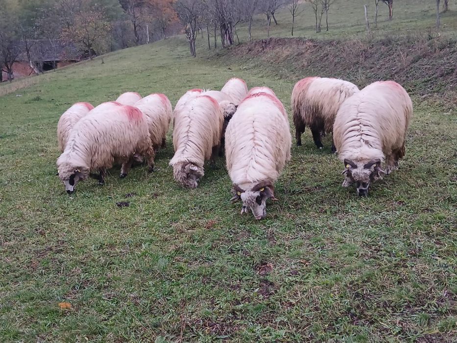 De vanzare 15 oi țurcane gestante