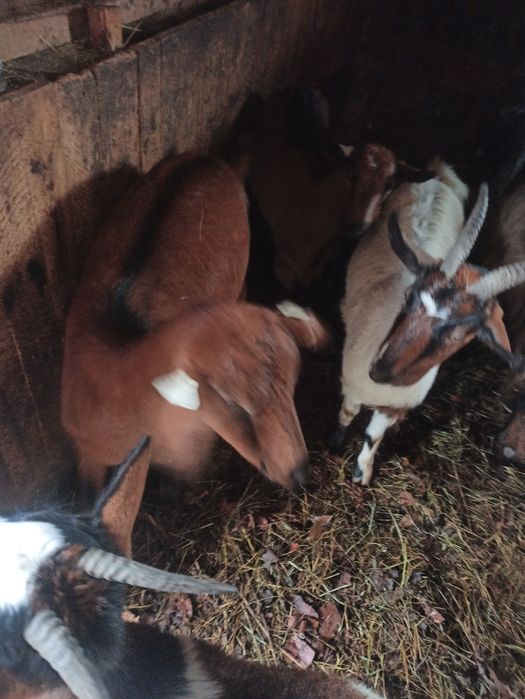 Vând sau schimb capre