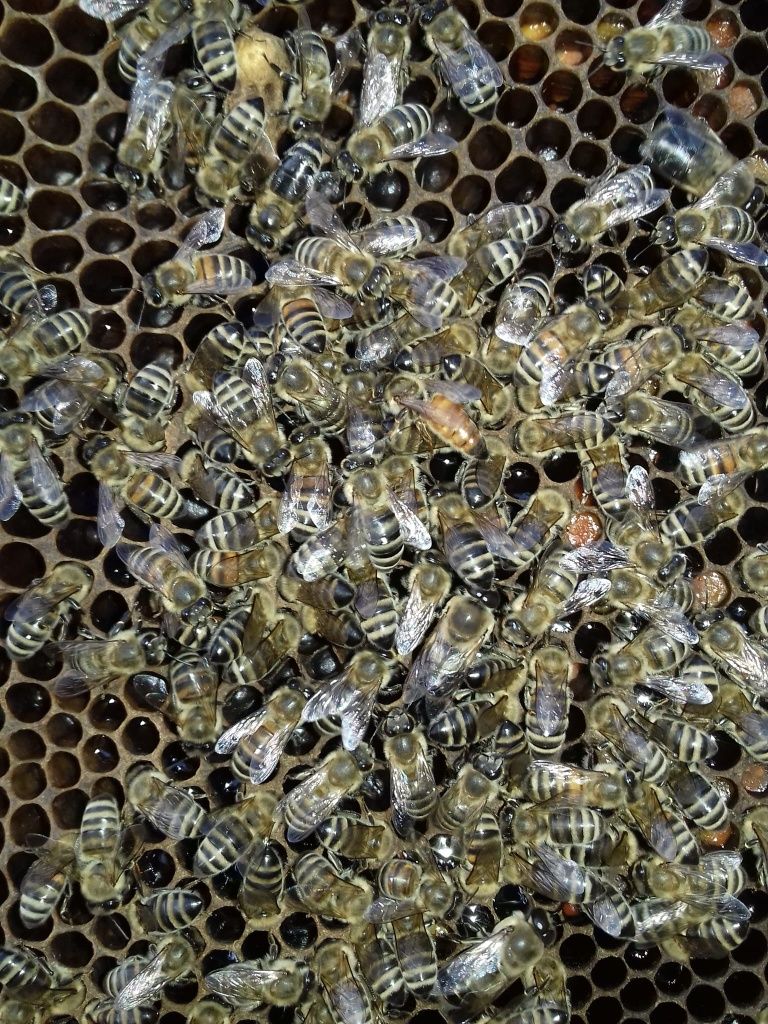 Vând roiuri de albine