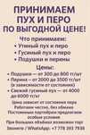 Принимаем пух и перо по выгодной цене!