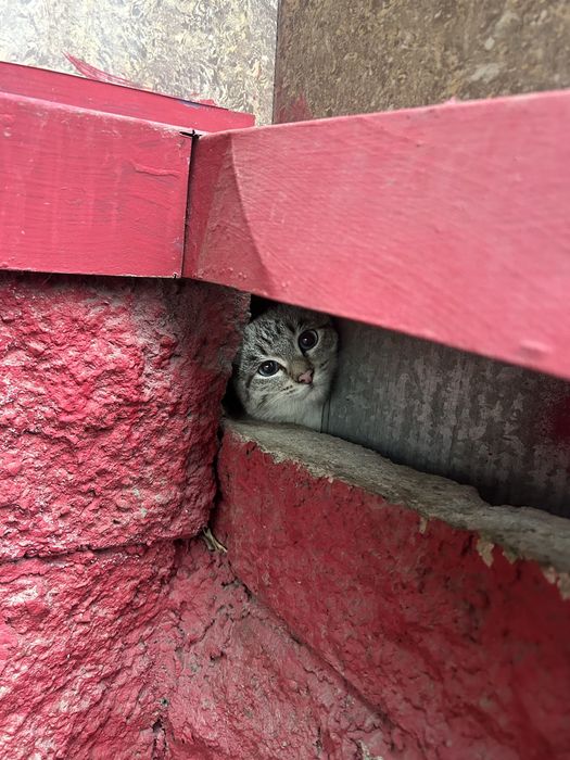 Молодой котик ищет дом