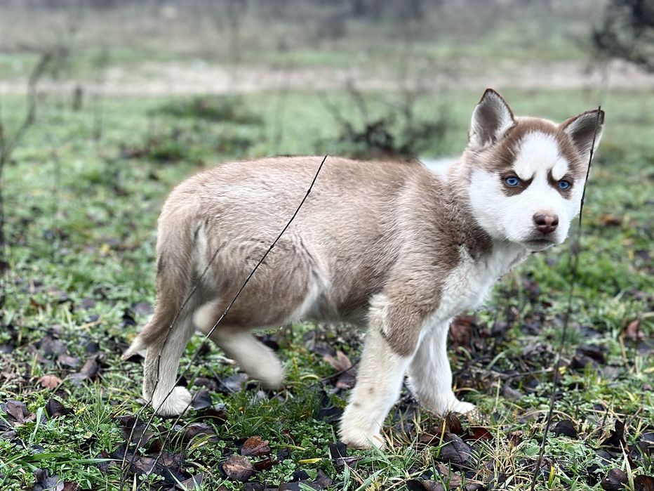 Femela husky(exemplar deosebit)!