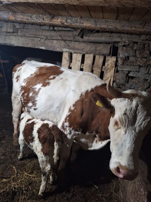 Vând junincă si vaca  cu vițel