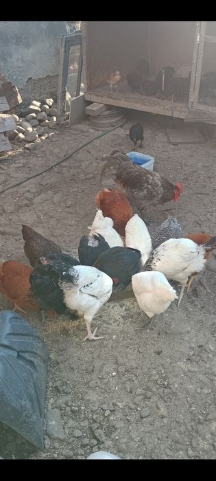 Desfintare crescătorie raseAustrolop, Marans,Bress, Araucana , Wiandot