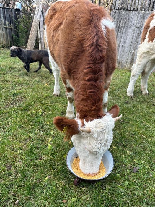 Vacute baltata romaneasca