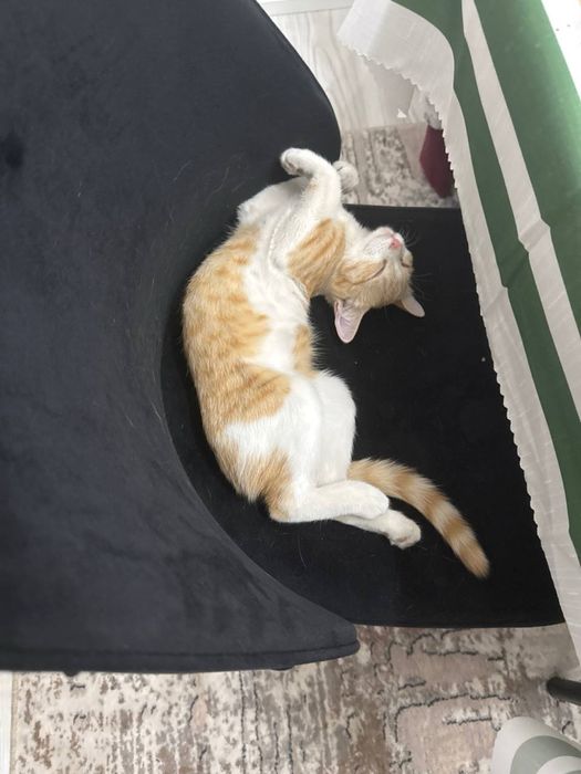 В добрые руки. Кошке 1 год, стерилизованная и очень ласковая