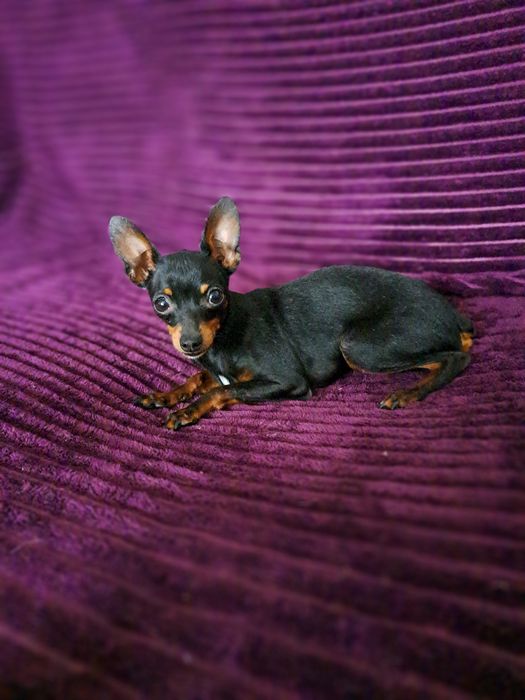 Вязка мини той терьера