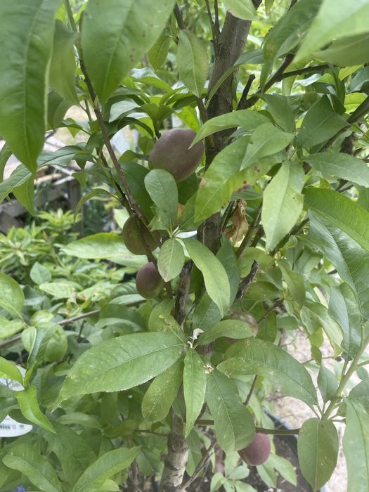 Pomi fructiferi la ghiveci !anul 3-6