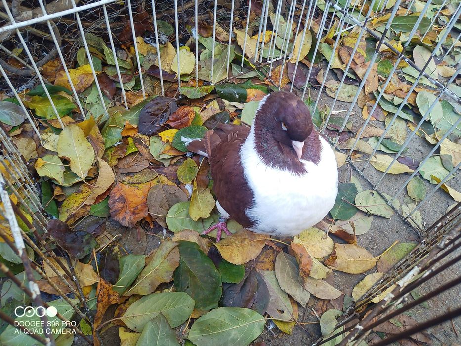 Porumbei de ornament