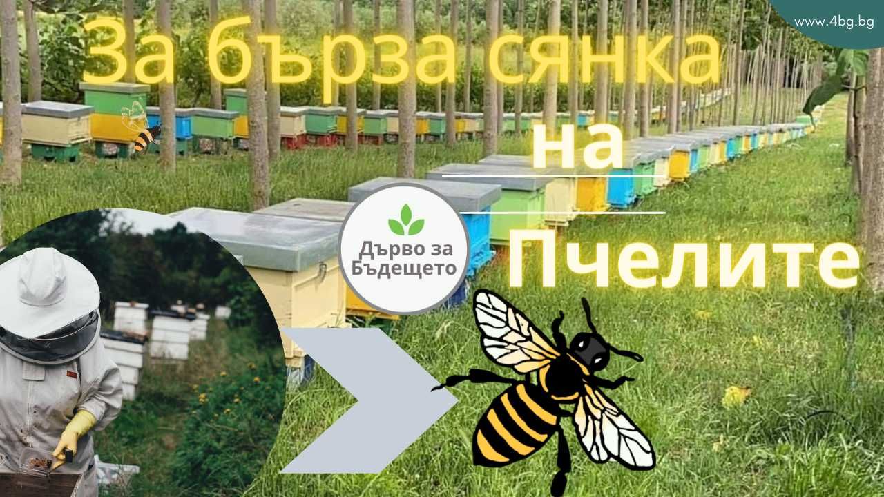 Пауловния фиданки