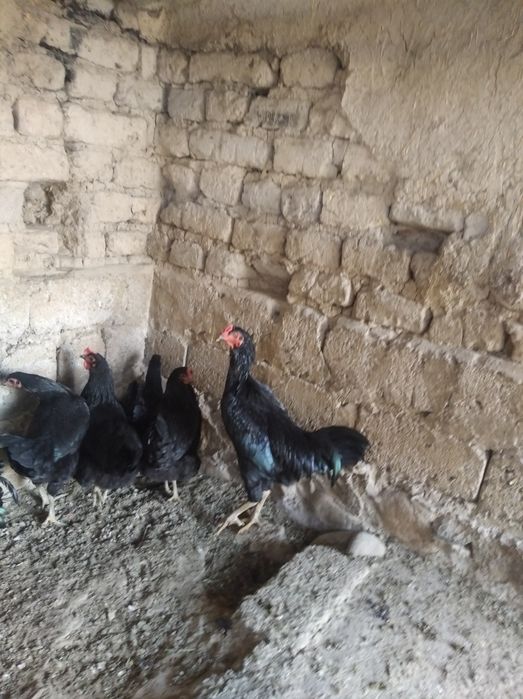 Dakan xoroz soriladi