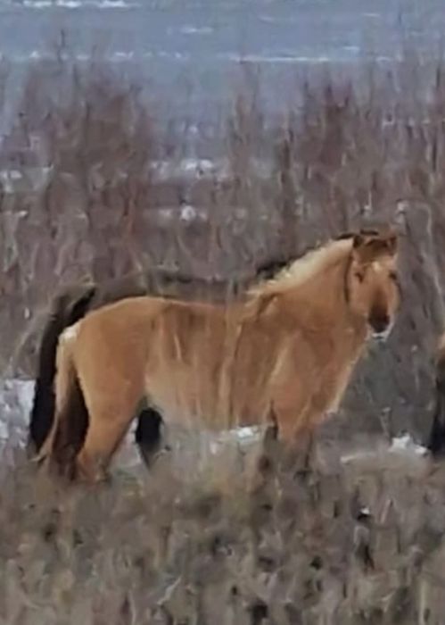 Мз айгыр сатылады.2020жылгы линиясы бар . Документы жок .