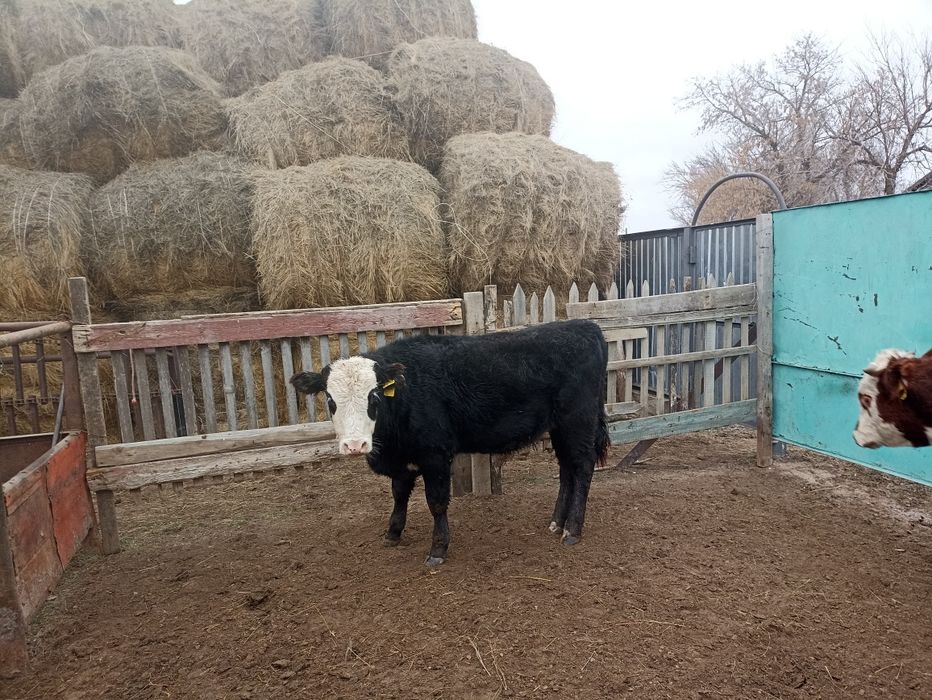 Подсос баспақтар