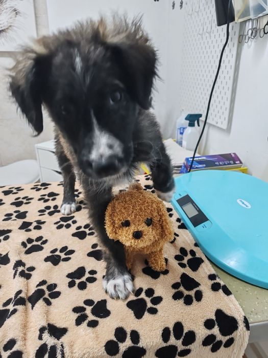 Мъжко кученце търси дом