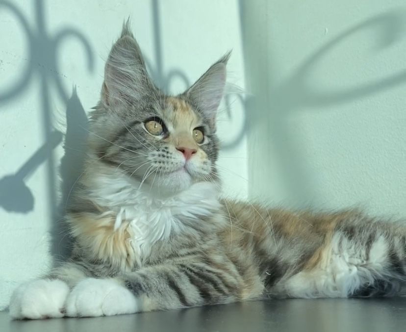 Котята мейнкун  из питомника