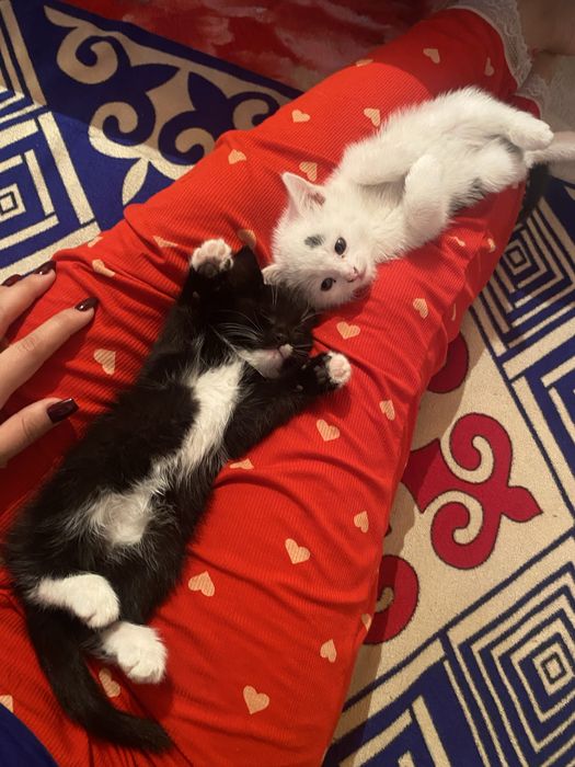 Таза мысықтар бар