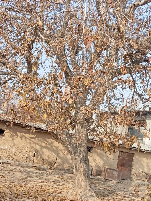 Yogʻoq daraxti  yoshi 40 da butun umri davomida halol xizmat qildi