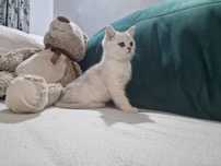 British shorthair