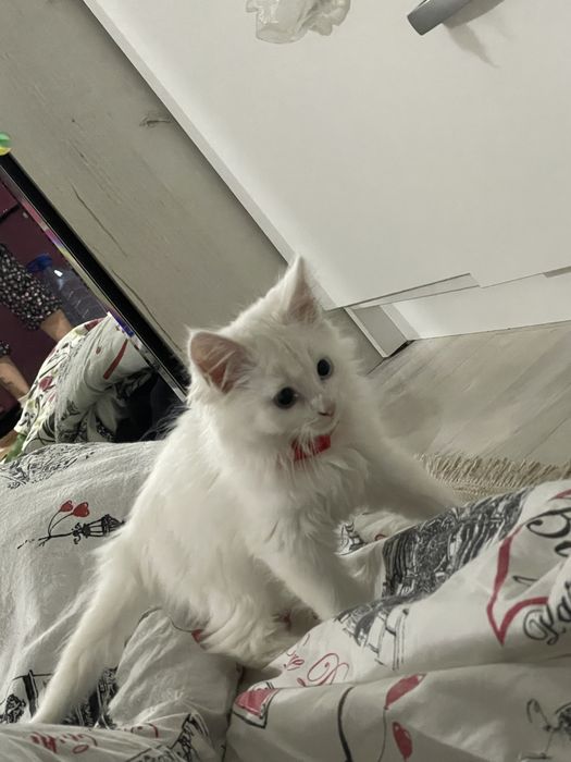 Кот турецкая ангора