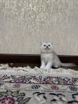 Serebro britan shinshilla
