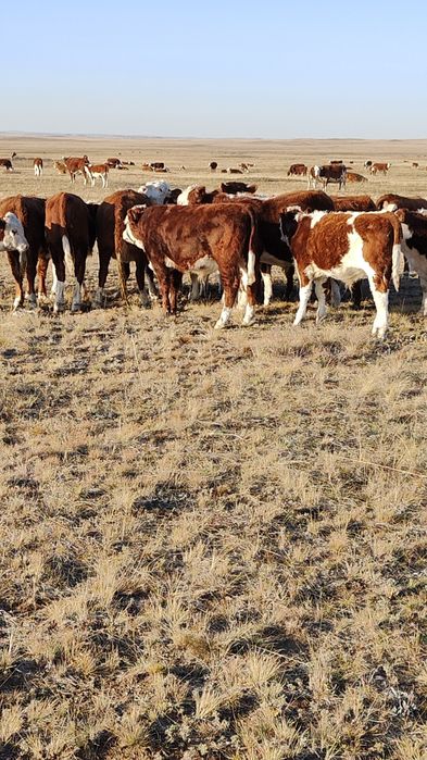 Ақбас еркек подсостар