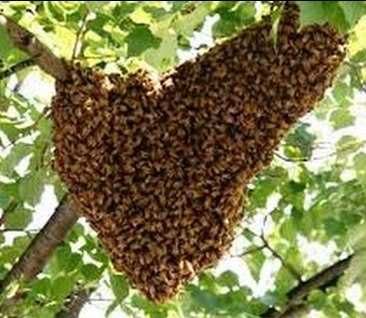 Roiuri de  albine 5-7 rame (90ron/rama) pot sa dau si cutii