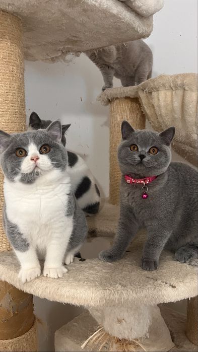 Чистокръвно британско коте шоу клас