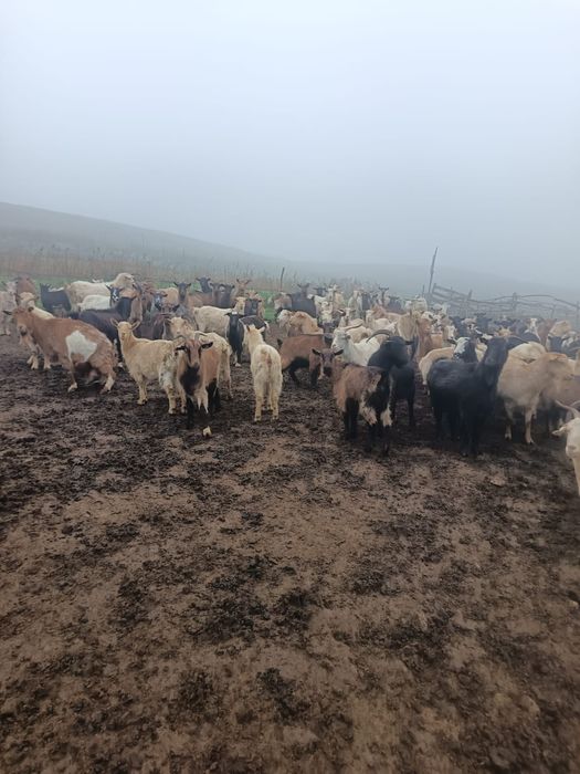 Vând 120 de capre sau schimb cu oi