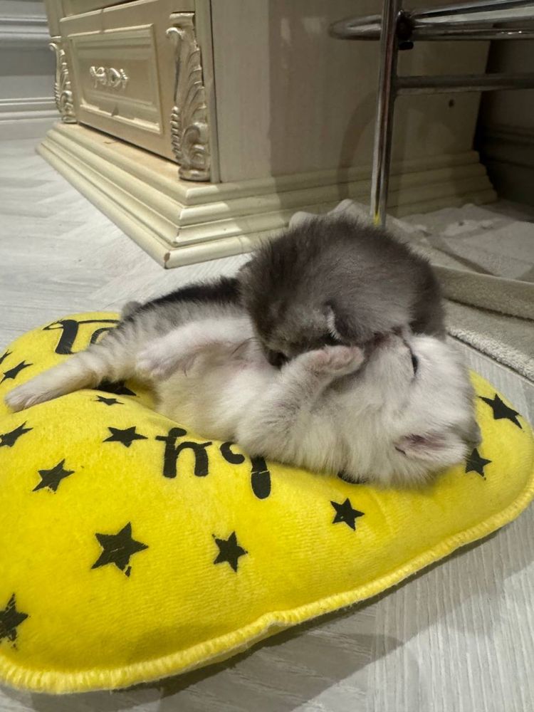 Продаются котятя