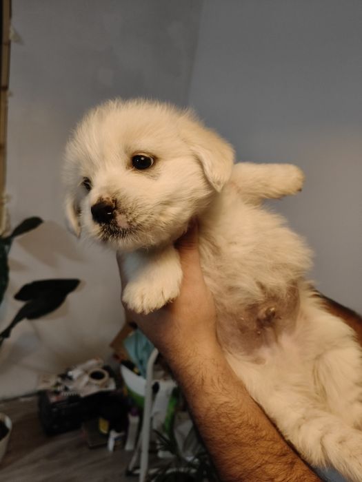 ADOPȚIE URGENTĂ: 4 Pui de Câine Albi, Jucăuși, Gata de Plecare