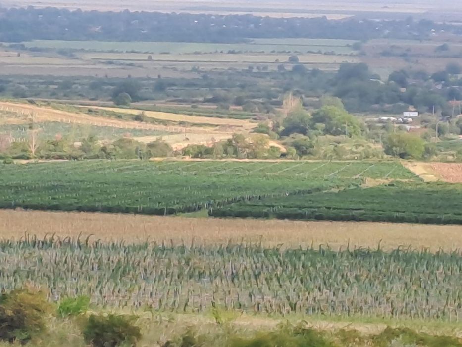 Vand proprietate aflata pe Drumul Vinului in com. Pietroasele, Merei