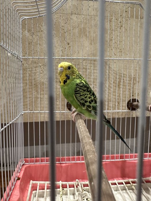 Păsãri / Peruș de vanzare