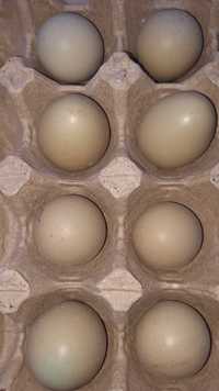 Яйца Фазана на инкубацию