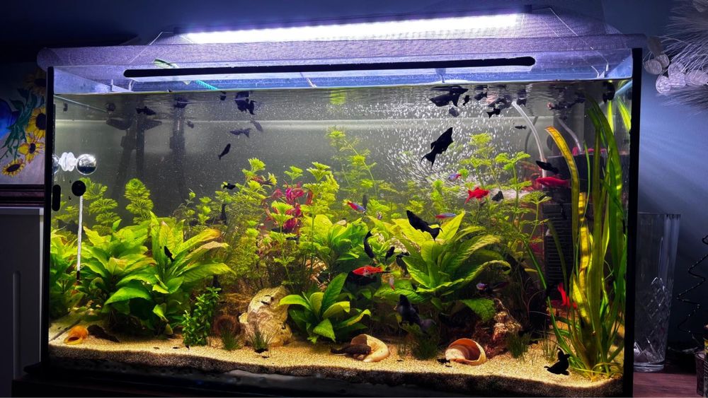 Acvariu sticla clara 160 L